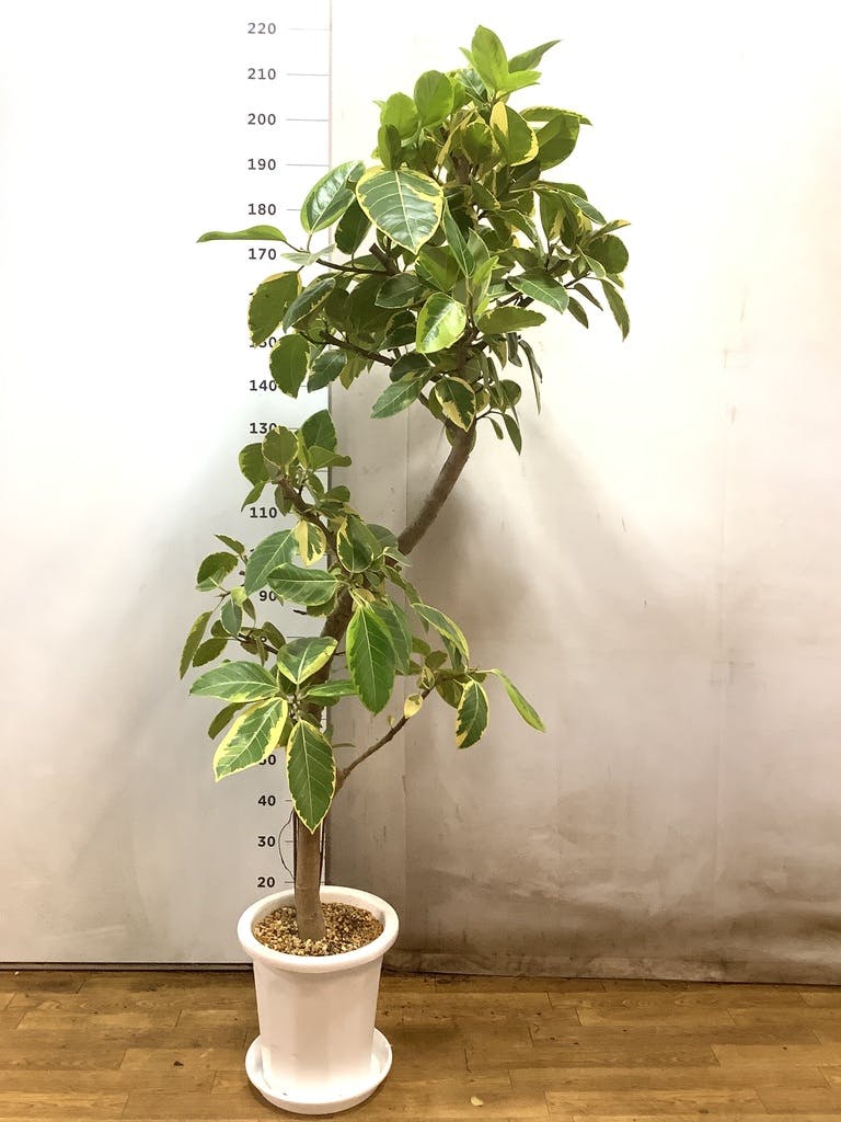 観葉植物 フィカスジャンボリーフ 【155cm】 9号 プラスチック鉢