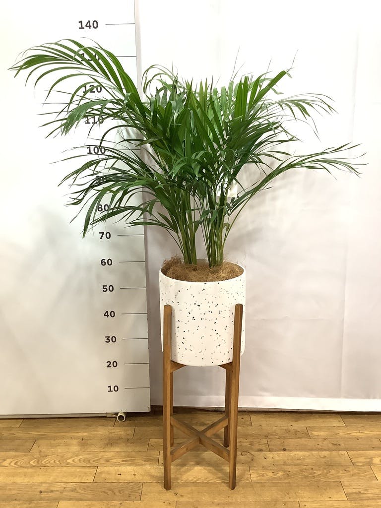 アレカヤシ 大型 | 観葉植物通販HitoHana(ひとはな)