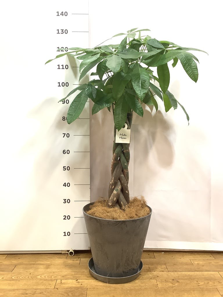 観葉植物 パキラ 8号 ねじり プラスチック鉢 | 観葉植物ならHitoHana