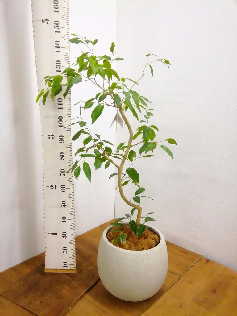 観葉植物 アマゾンオリーブ (ムラサキフトモモ) 8号 テラニアス ロー