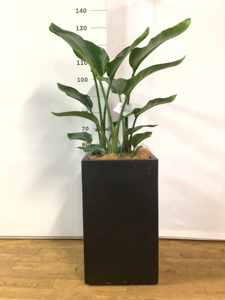 観葉植物 オーガスタ 8号 プラスチック鉢 | 観葉植物ならHitoHana(ひと