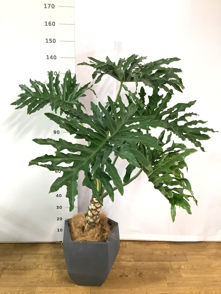 セローム ヒトデカズラ 根あがり | 観葉植物通販HitoHana(ひとはな)
