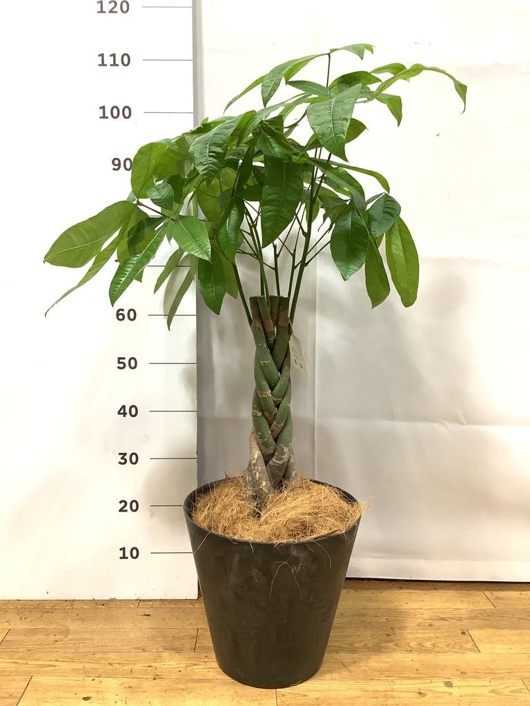 パキラ 7号 | 観葉植物の通販ならHitoHana（ひとはな）