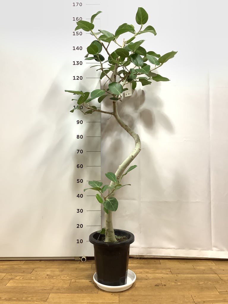 観葉植物 フィカス ベンガレンシス 8号 曲り プラスチック鉢 | 観葉
