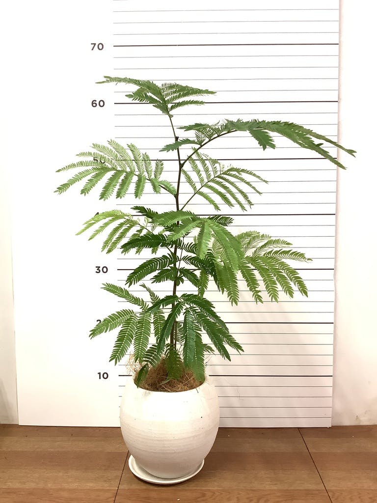 観葉植物 エバーフレッシュ【180cm】9号 プラスチック鉢 #69996 ※1都3