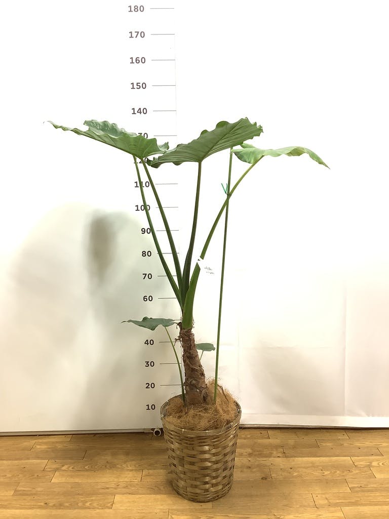 観葉植物 アロカシア 8号 オドラ（クワズイモ） テラアストラ