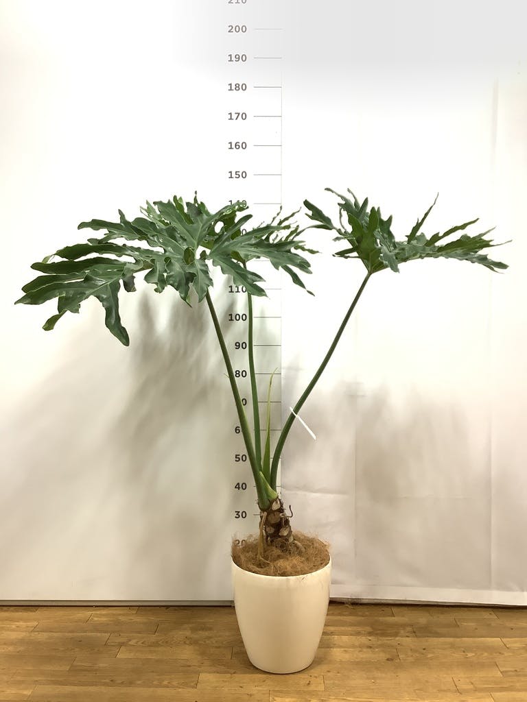 観葉植物 フィロデンドロン 8号 セローム ヒトデカズラ 根あがり