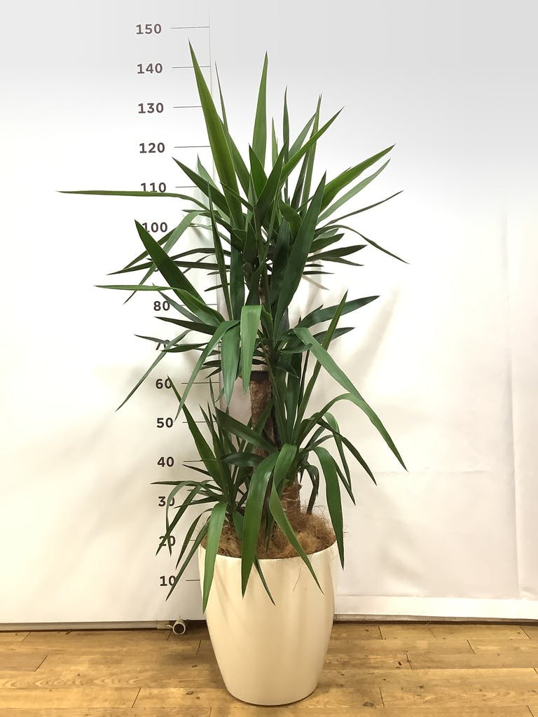 大きめ ユッカ 黒鉢付き 大きめ ユッカ 黒鉢付き ユッカ 大型 10号 観葉植物」の人気商品一覧 |