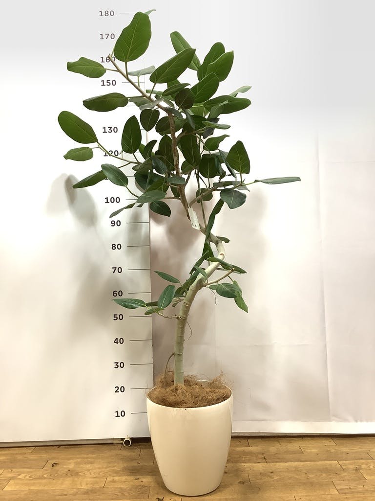 観葉植物 フィカス ベンガレンシス 8号 曲り プラスチック鉢