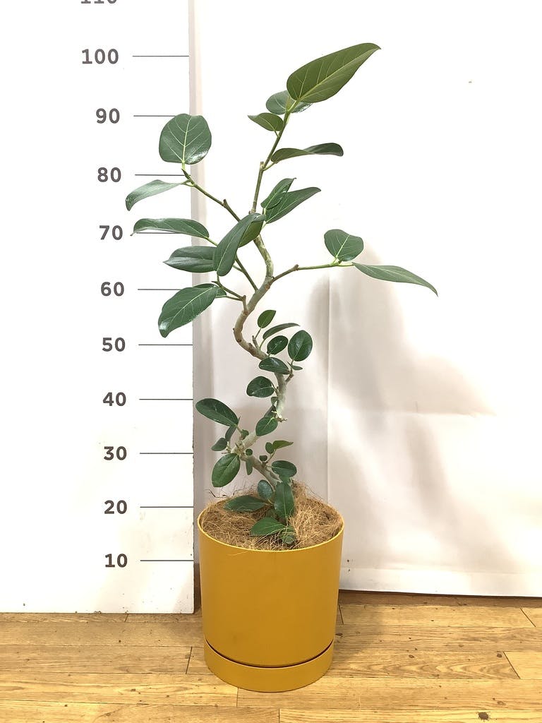 フィカス ベンガレンシス 5号 | 観葉植物通販 HitoHana（ひとはな）