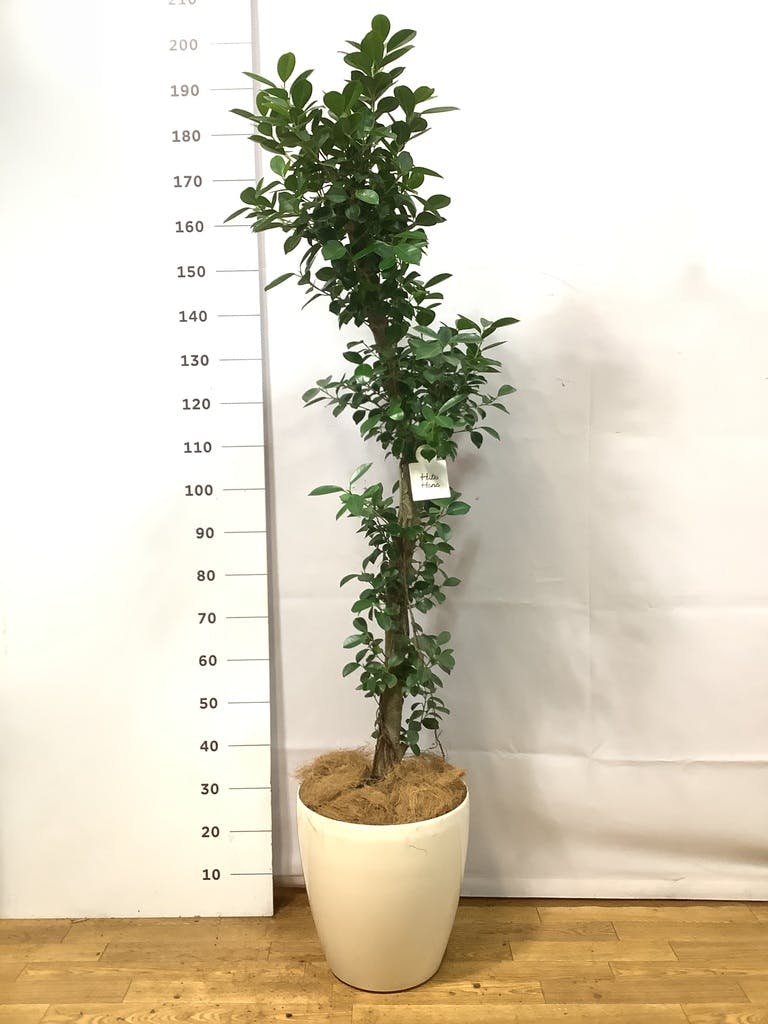ガジュマル ベビーリーフ | 観葉植物通販 HitoHana（ひとはな）