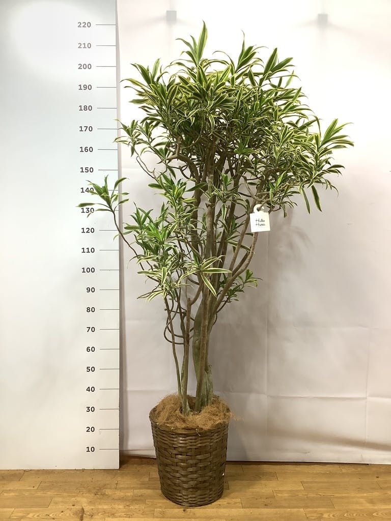 ドラセナ ソング オブ インディア | 観葉植物通販HitoHana(ひとはな)