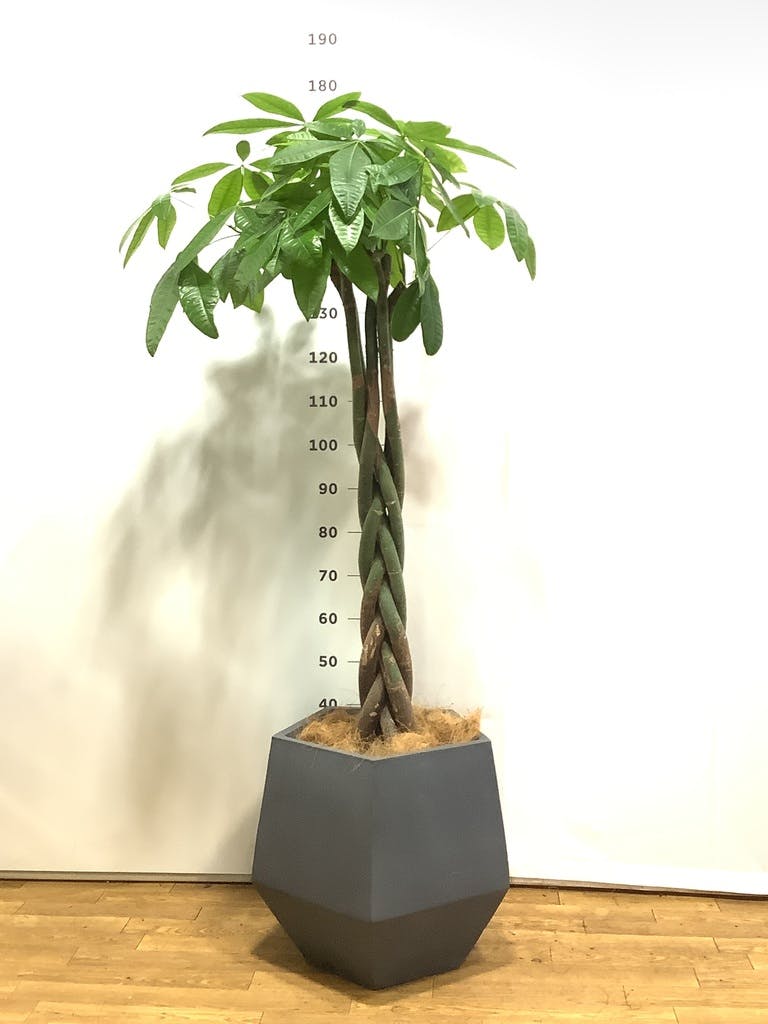 観葉植物 パキラ 10号 ねじり ファイバークレイGray 付き | 観葉植物