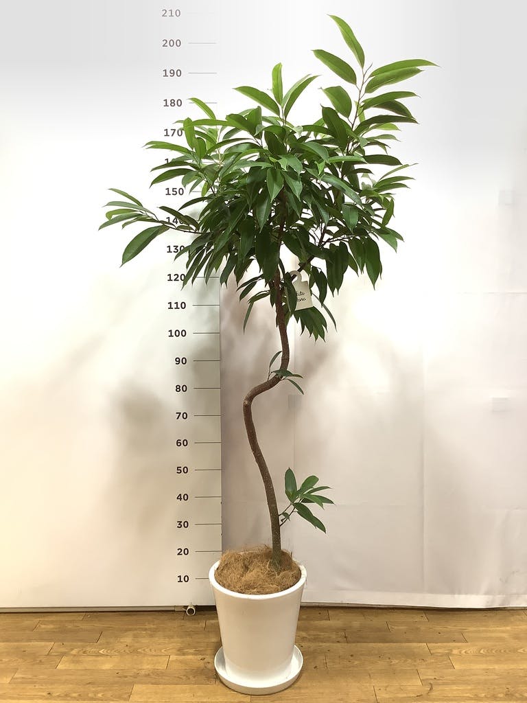 フィカス•アムステルダムキング♪ 145cm♪ フィカス・アムステルキング I インドアプランツ I プラントソサエティ