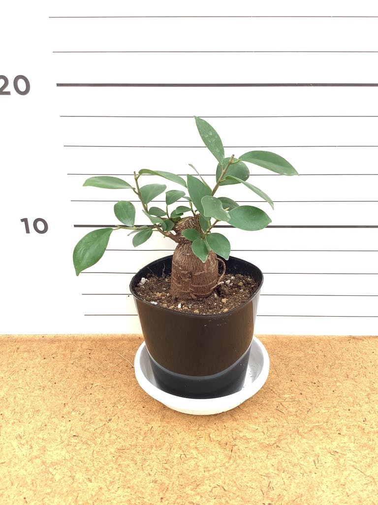 観葉植物 ガジュマル 3号 プラスチック鉢 | 観葉植物ならHitoHana(ひと