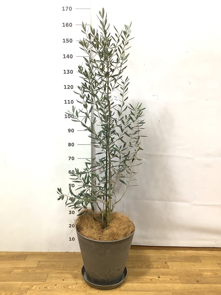 観葉植物 フェイジョア【185cm】11号 創樹トライアンフ プラスチック鉢