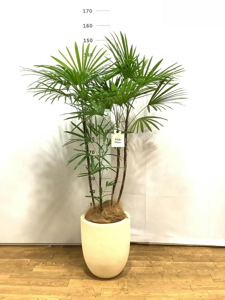 観葉植物 シュロチク（棕櫚竹） 8号 リブバスケットNatural 付き