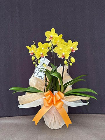 胡蝶蘭　ナオミゴールド　5本立ち 園芸ネット本店｜ミディコチョウラン（胡蝶蘭）：ナオミゴールド3本