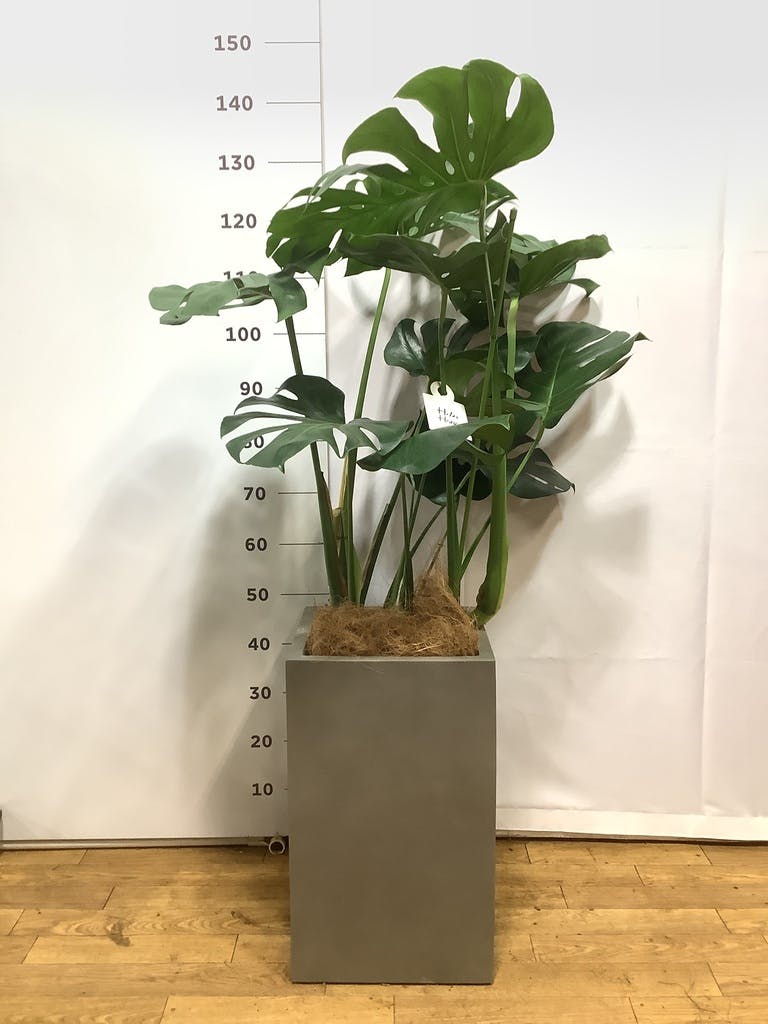 観葉植物 モンステラ 8号 ボサ造り ベータ キューブプランター ウッド