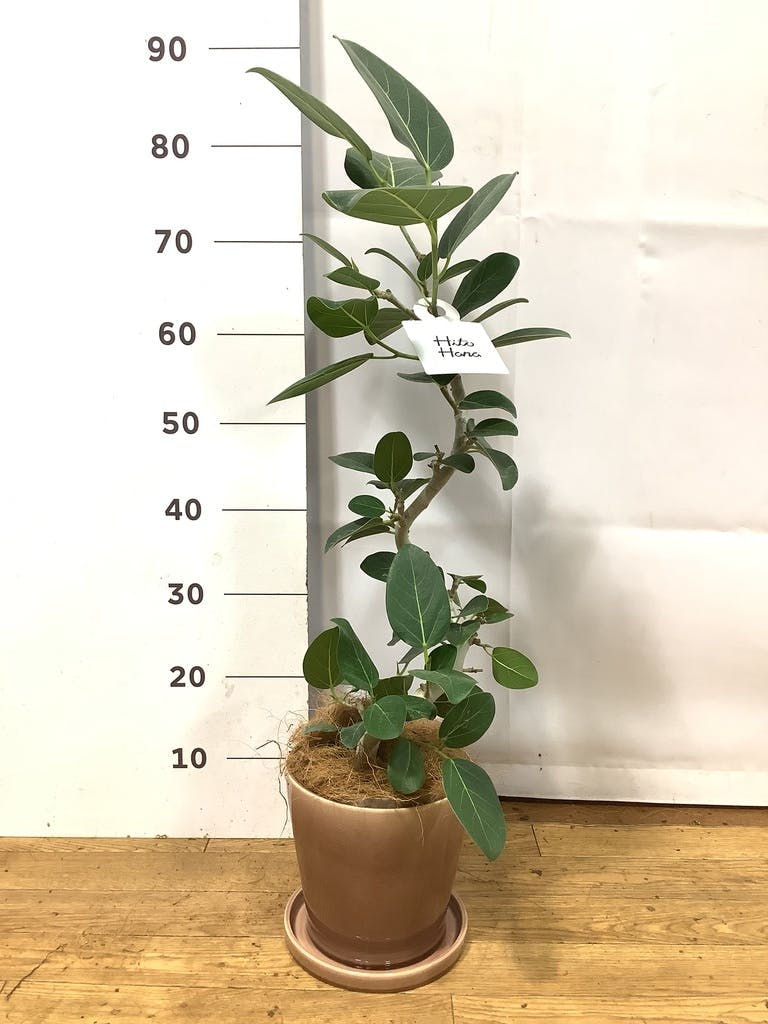 フィカス ベンガレンシス 5号 | 観葉植物通販 HitoHana（ひとはな）