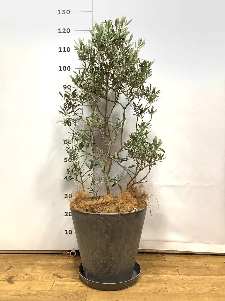 観葉植物 オリーブ 【お祝いにおすすめ】 チプレッシーノ 8号 アート