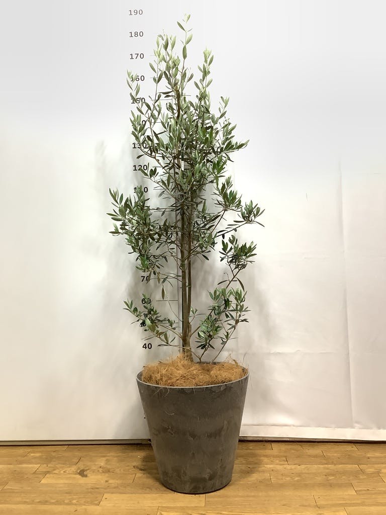 観葉植物 オリーブ 10号 チプレッシーノ アートストーン ラウンド