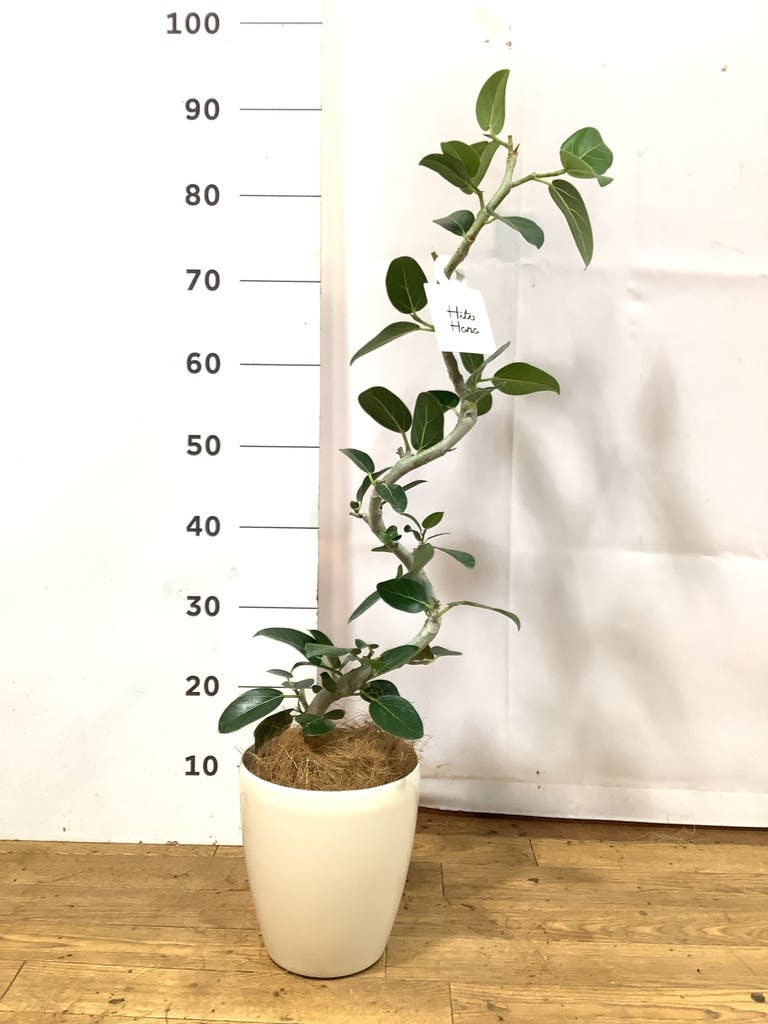 フィカス ベンガレンシス 5号 | 観葉植物通販 HitoHana（ひとはな）