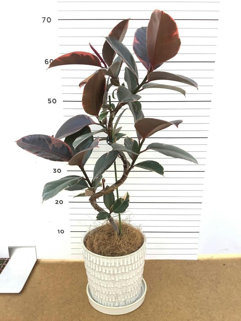 フィカスルビー 曲がり | 観葉植物通販 HitoHana（ひとはな）