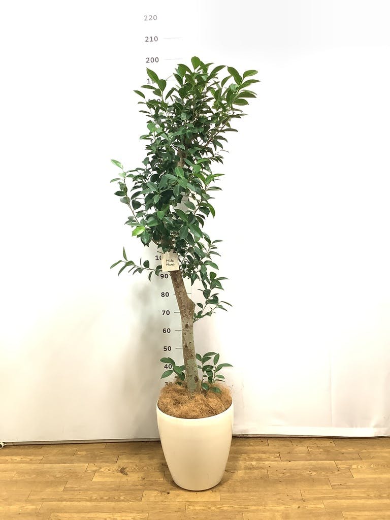 ガジュマル ベビーリーフ | 観葉植物通販 HitoHana（ひとはな）