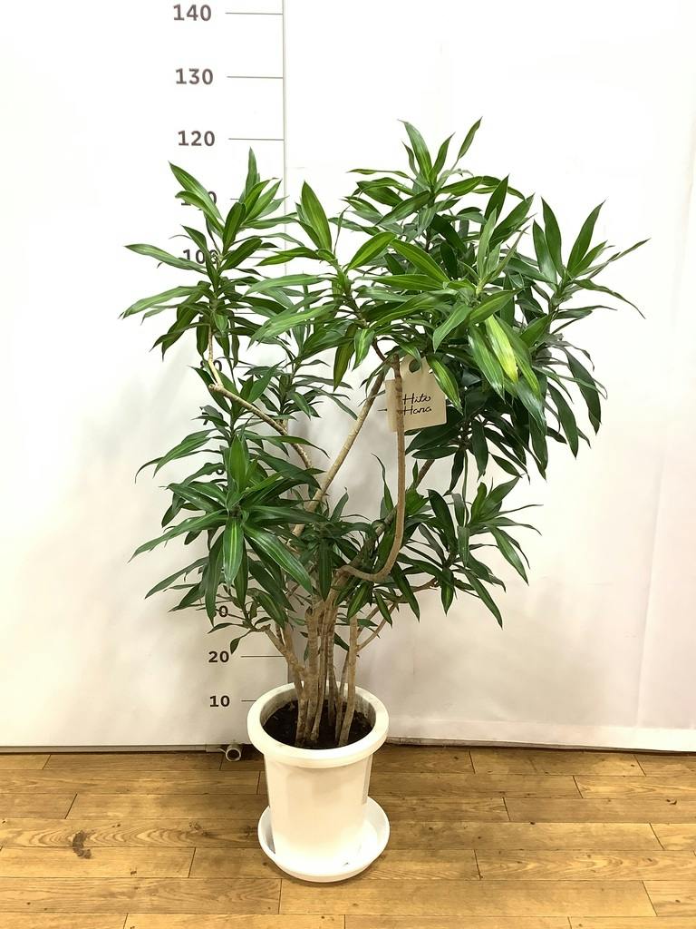 観葉植物 ドラセナ ソング オブ ジャマイカ 8号 プラスチック鉢 | 観葉