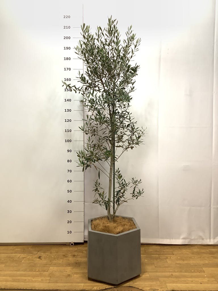 オリーブの木 デルモロッコ | 観葉植物通販HitoHana(ひとはな)