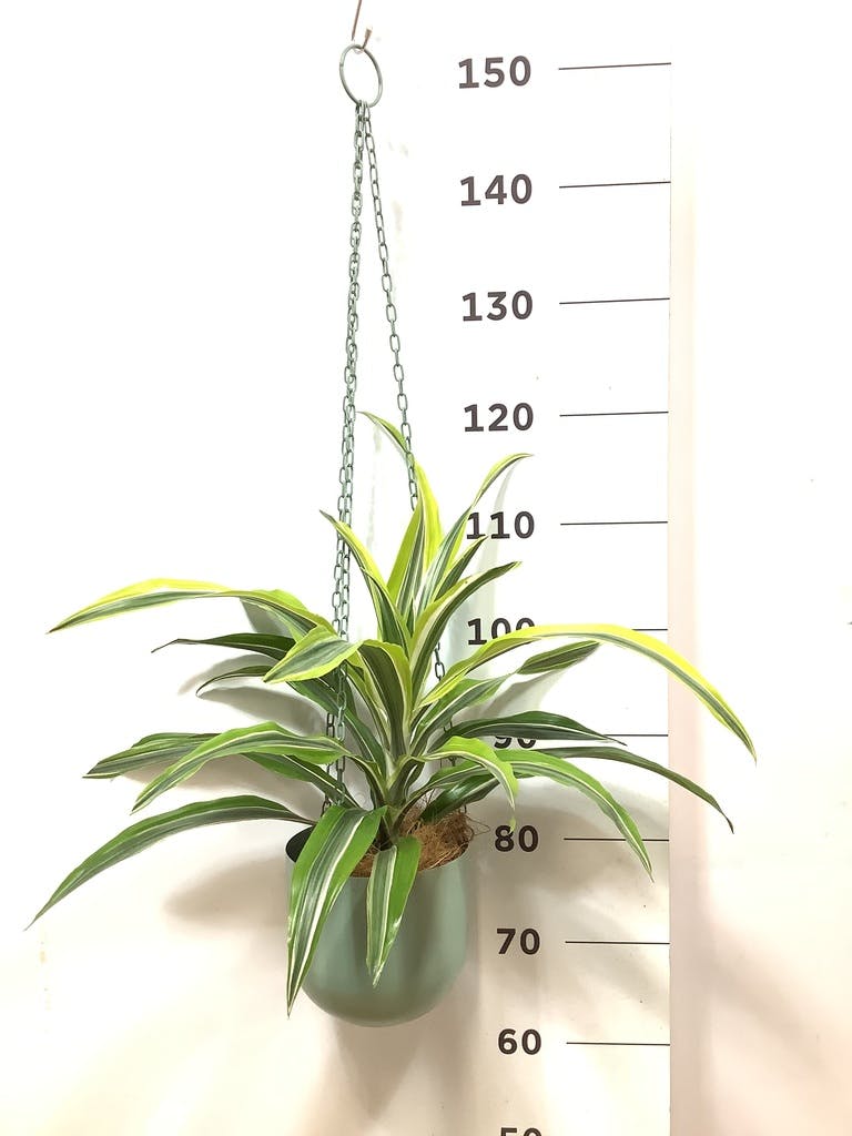 ドラセナ 4号 | 観葉植物の通販ならHitoHana（ひとはな）