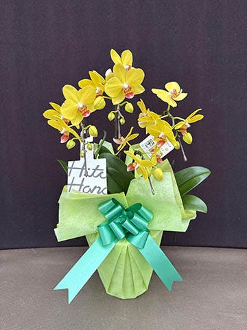 ミディ胡蝶蘭 イエロー ナオミゴールド 5.5号 3本立ち | 胡蝶蘭なら