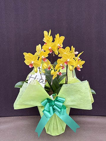 ミディ胡蝶蘭 イエロー ナオミゴールド 5.5号 3本立ち | 胡蝶蘭なら