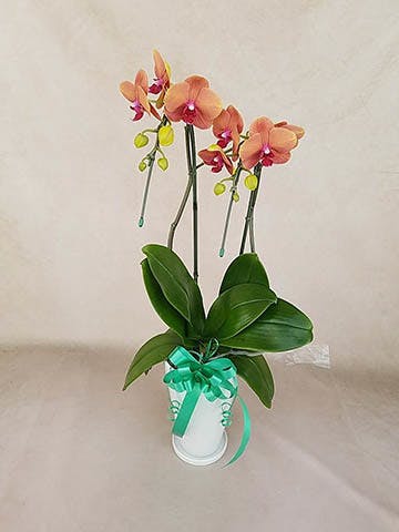 蘭の花大好き　様限定　　　ミンク 蘭の花大好き 様限定 ミンク 蘭の花大好き 様限定 ミンク 法人様