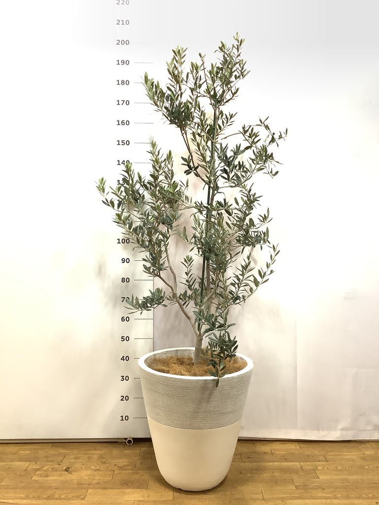 観葉植物 オリーブの木 10号 レッチーノ セドナロング 墨 付き / 小倉