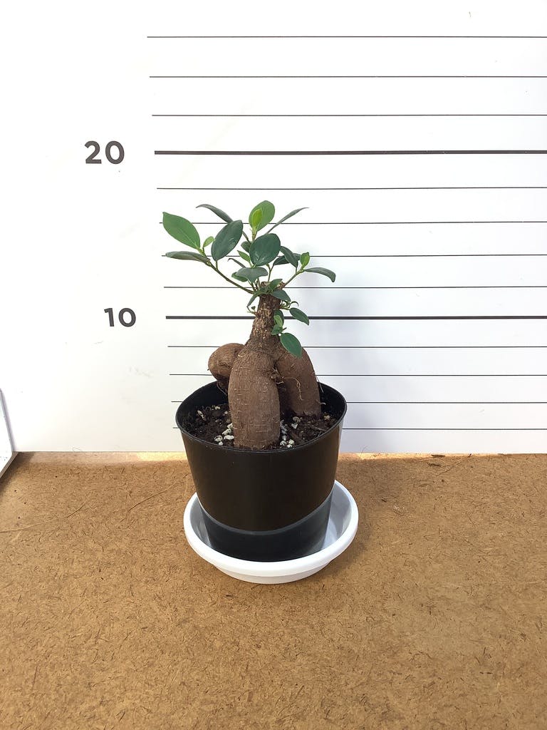 観葉植物 ガジュマル 3号 プラスチック鉢 | 観葉植物ならHitoHana(ひと