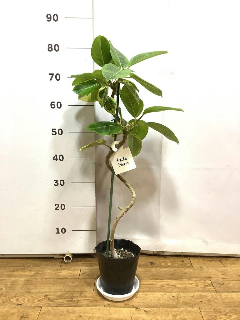 観葉植物 フィカス アルテシーマ 5号 曲り プラスチック鉢 | 観葉植物