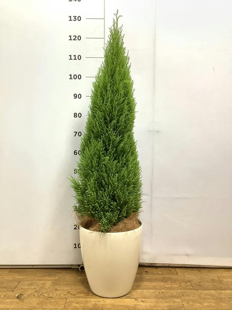 観葉植物 ゴールドクレスト8号 ノーマル ラスターポット 付き | 観葉