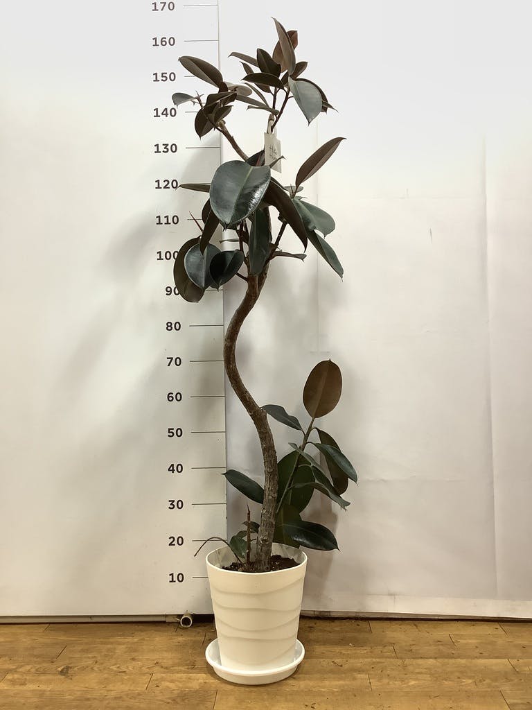 観葉植物 フィカス バーガンディ 8号 曲り プラスチック鉢 | 観葉植物