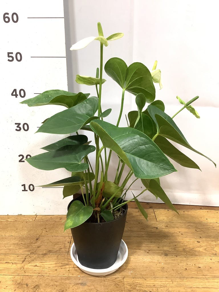 観葉植物 アンスリウム 5号 ホワイト プラスチック鉢 | 観葉植物なら