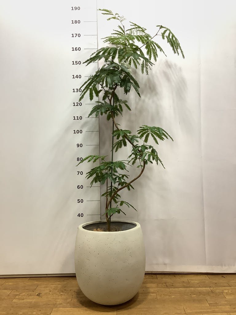 観葉植物 エバーフレッシュ 8号 曲り テラニアス バルーン
