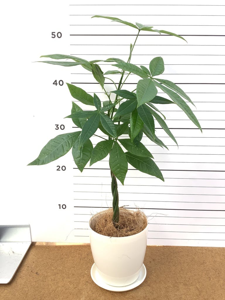 観葉植物 パキラ 4号 ねじり ラスターポット 付き | 観葉植物なら 観葉植物 パキラ 4号 ねじり ラスターポット 付き | 観葉植物なら