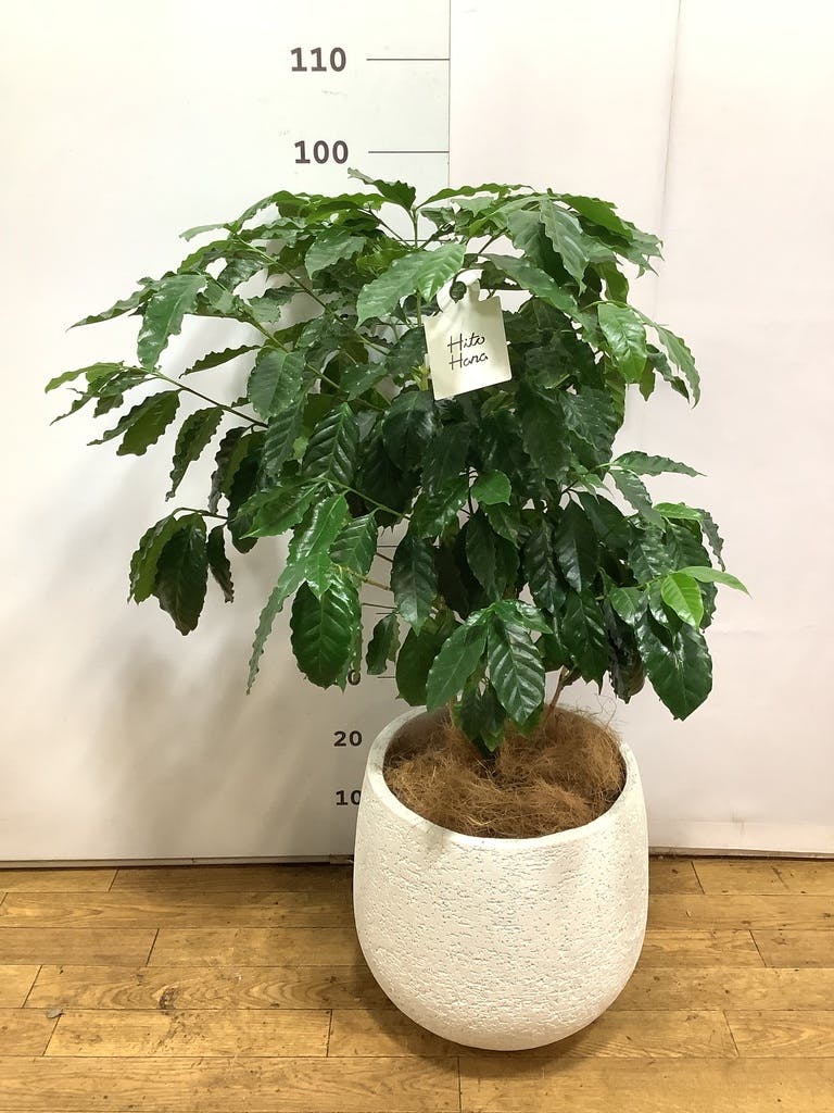 コーヒーの木 8号 | 観葉植物 | 送料無料でお届け - Hitohana（ひとはな）