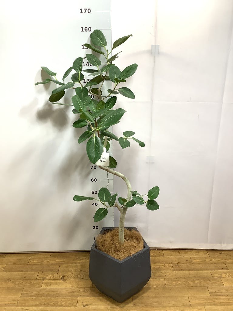 観葉植物 フィカス ベンガレンシス 8号 曲り ファイバークレイGray