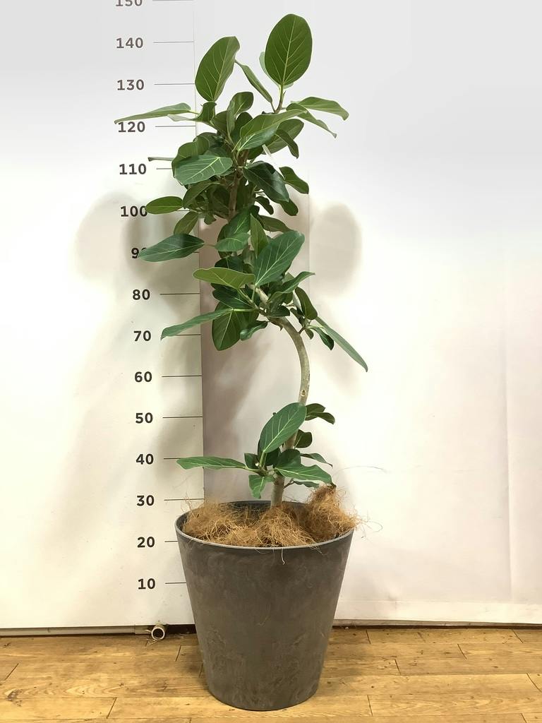 観葉植物 フィカス ベンガレンシス 8号 曲り プラスチック鉢 | 観葉