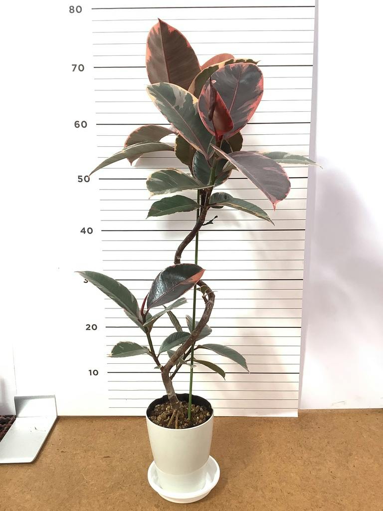観葉植物 フィカス ルビー 4号 曲り プラスチック鉢 | 観葉植物なら