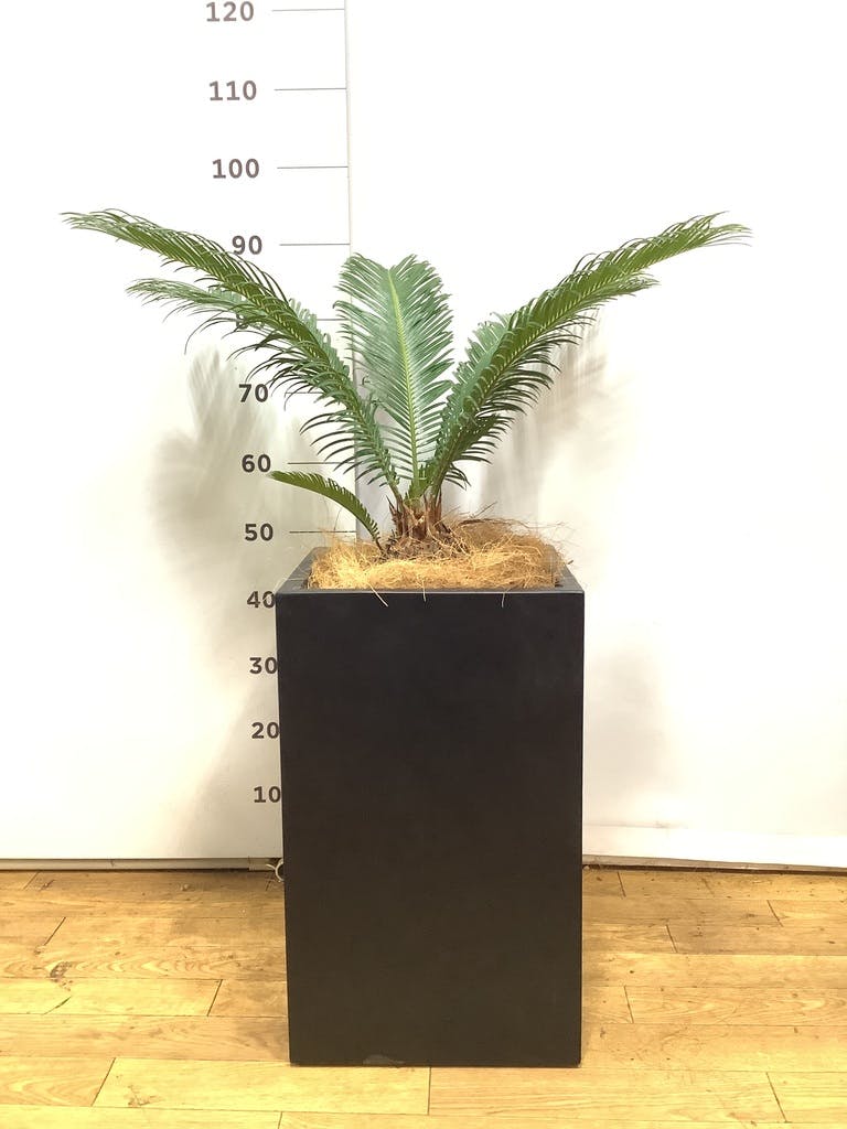 ソテツ | 観葉植物の通販ならHitoHana（ひとはな）