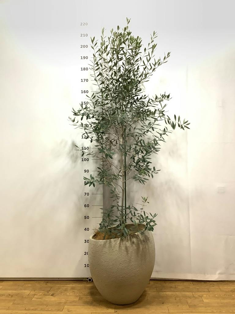 観葉植物 オリーブ 10号 チプレッシーノ エコストーンLight Gray 付き