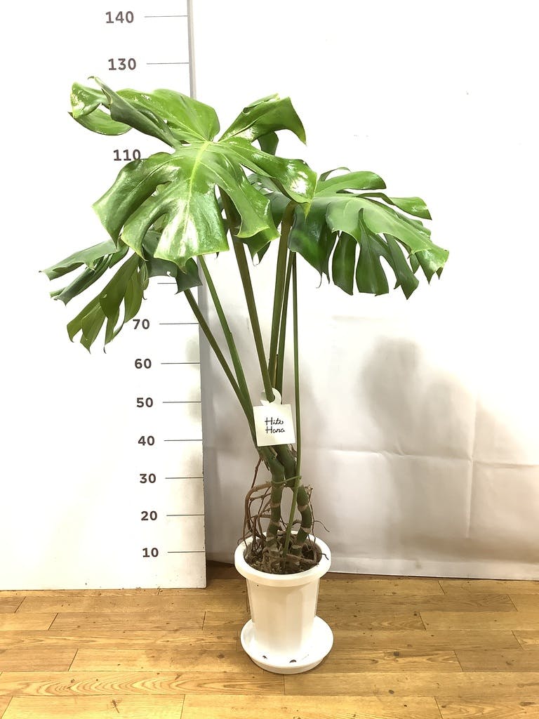 観葉植物 モンステラ 7号 根あがり プラスチック鉢 | 観葉植物なら